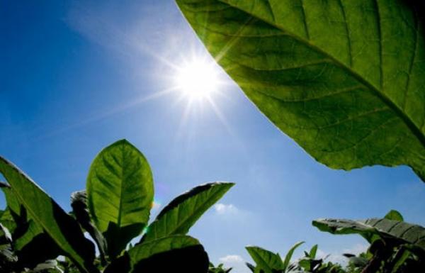 Industri Rokok Dituding Dalangi RUU Pertembakauan