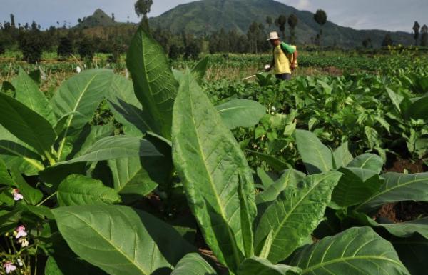 Kebijakan Pengendalian Tembakau Tak Rugikan Petani