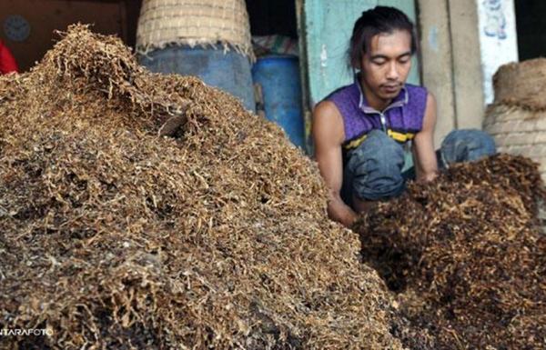 Pemerintah Kurangi 40 Persen Impor Tembakau